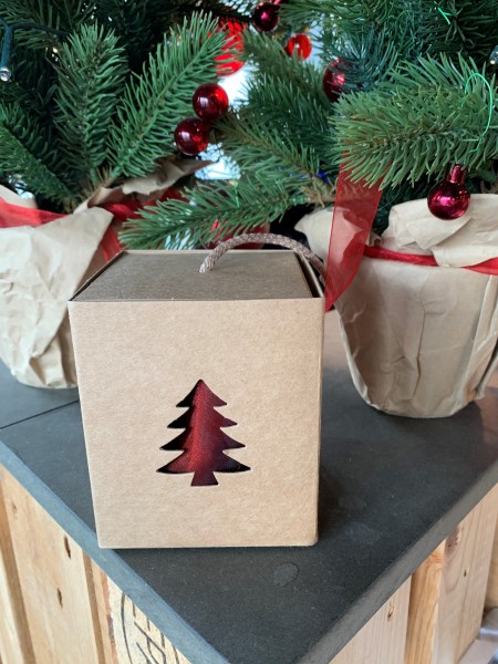 Präsent Tanne